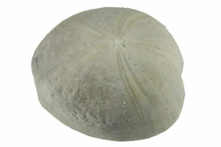 Cretaceous Sea Urchin (Holaster) Fossil - Texas #285590